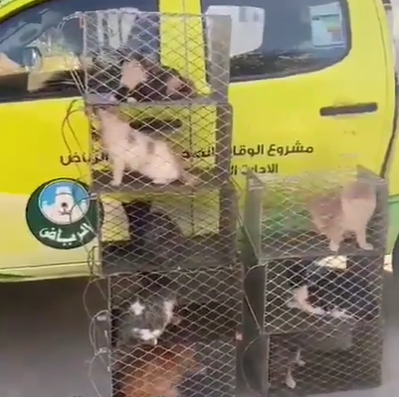 "Riyadh Municipality" Commenting on a video clip of a large number of cats gathering on the streets 