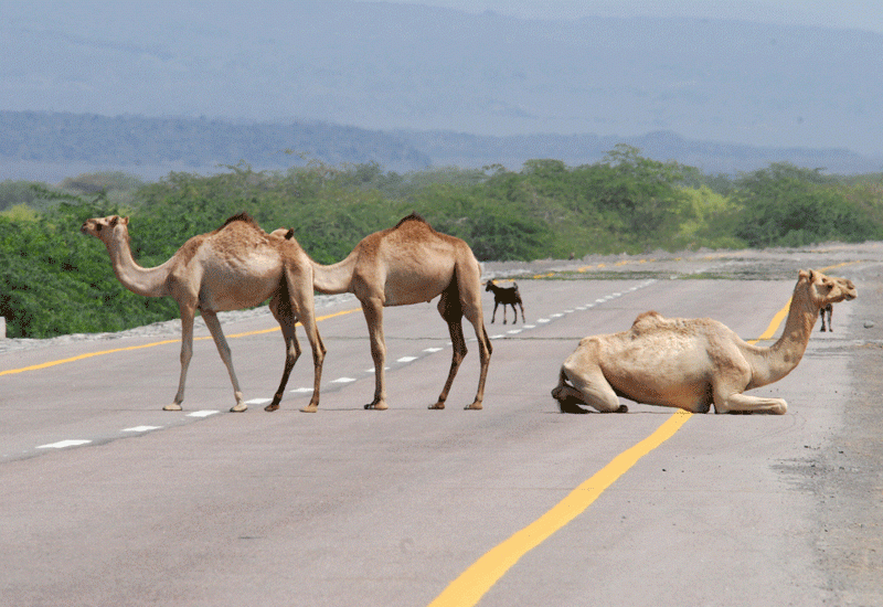 "المرور": إبعاد الحيوانات عن حرم الطريق من مسؤوليات مُلّاكها