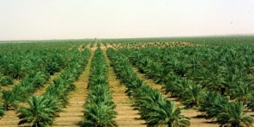 ارتفاع أسعار الأراضي الزراعية بحريملاء 340%