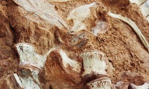 البرازيل.. كشف متحجرة ديناصور عمرها 200 مليون سنة