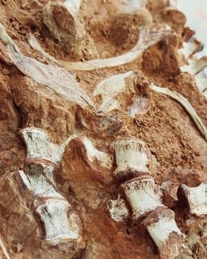 البرازيل.. كشف متحجرة ديناصور عمرها 200 مليون سنة