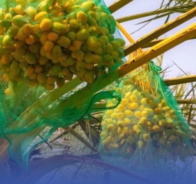 التغير المناخي ينضج التمر قبل أوانه