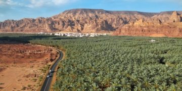 العلا تحتضن أكثر من 3 ملايين نخلة