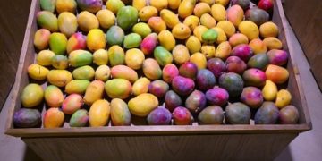 المملكة تحقق اكتفاءً ذاتياً في المانجو بـ68%