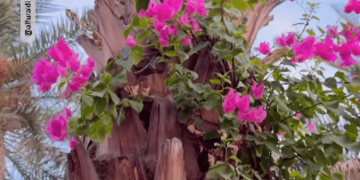 سوالة.. مزرعة منذ عهد النبوة تحافظ قرونا على تاريخها العريق