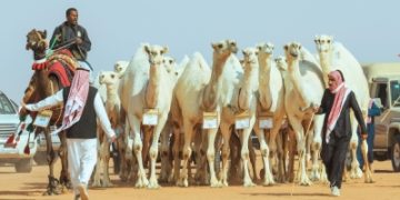 ضبط 109 من الإبل المجهولة بالرياض