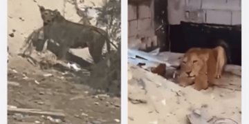 "الأمن البيئي" يوضح حقيقة المحتوى المرئي المتداول لـ"أسود" في مكان عام