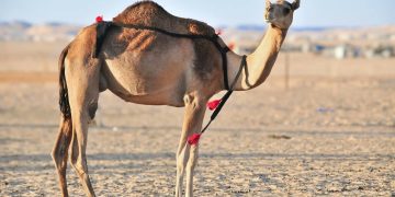 “إبل الأوارك”.. عراقة سلالة ارتبطت اسماً وموطناً بمنابت شجر الأراك