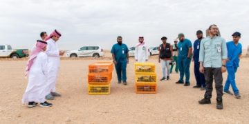 إطلاق أكثر من 20 ضبًّا بمحمية الملك خالد