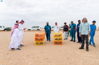 إطلاق أكثر من 20 ضبًّا بمحمية الملك خالد