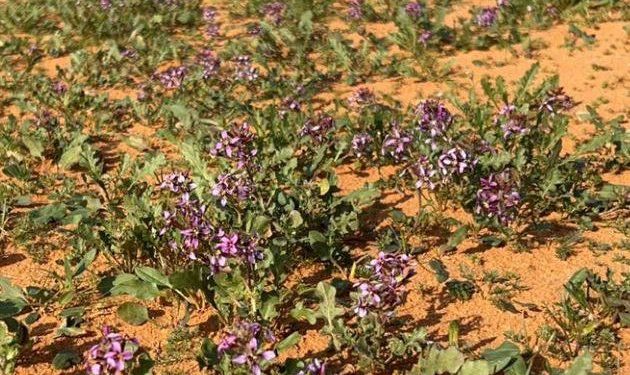 استخدم نبتة “الخزامى” التي عُرفت من نفود القاعية.. “السفير الفرنسي” يرحب بضيوف الألعاب الأولمبية من إستاد باريس
