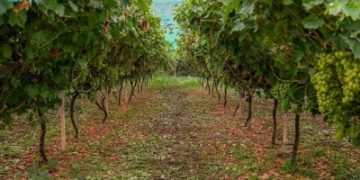 اكتفاء ذاتي من العنب بنسبة 58%