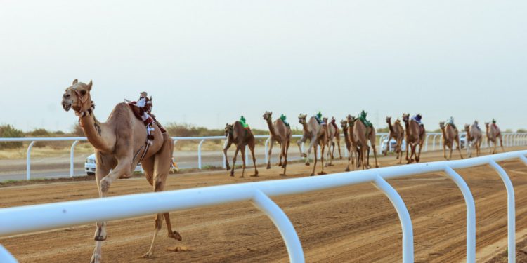 الأربعاء.. انطلاق منافسات الحيل والزمول