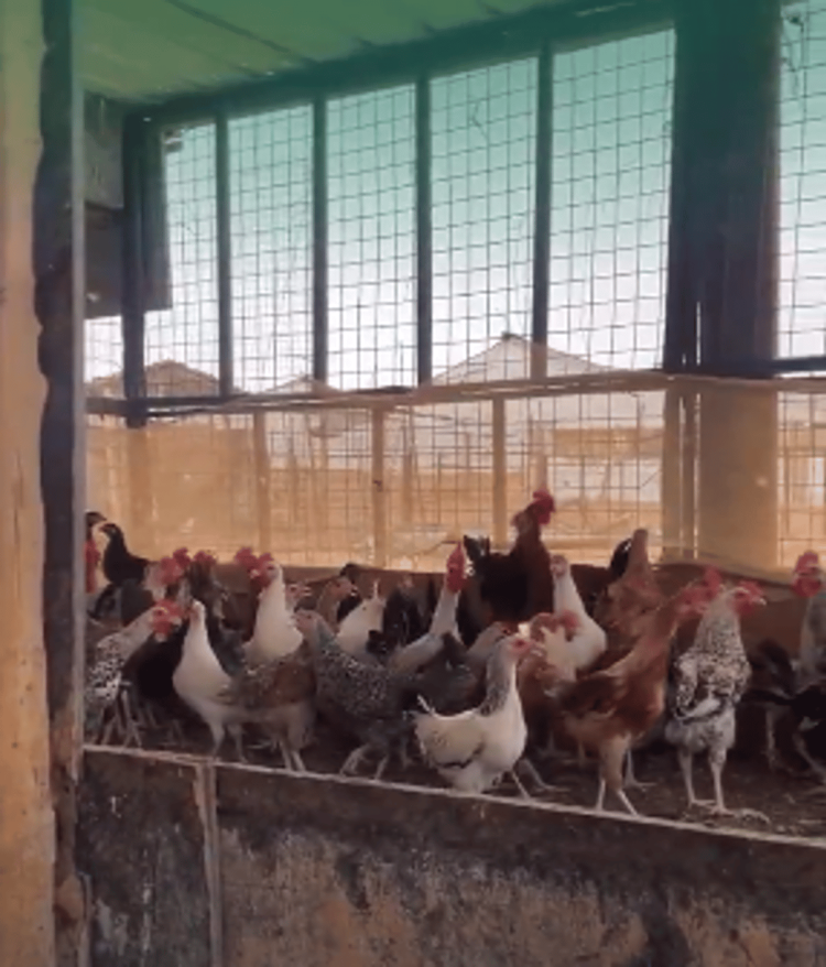 الإرشاد الزراعي: 4 تنبيهات لمربي الدجاج