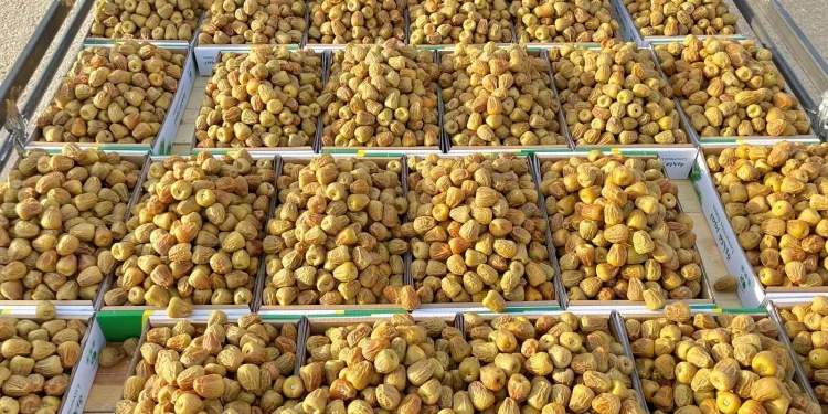 انطلاق كرنفال بريدة للتمور