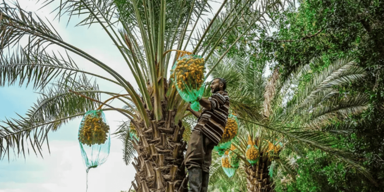 بدء موسم جَنِي الرُطَب بمزارع النخيل في محافظة العقيق