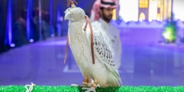 بريطاني يشارك بـ13 صقراً في المزاد الدولي