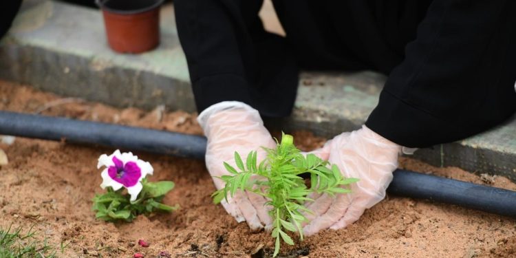 بلدية محافظة عنيزة وبمشاركة مجتمعية تُطلق مبادرات لتعزيز البيئة الخضراء