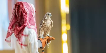 بيع صقرين بـ 241 ألف ريال في الليلة الأخيرة لمنصة المزاد الدولي لمزارع إنتاج الصقور 2024