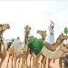 تقدر بـ98.7 مليون دولار أمريكي سنويا.. جلود الإبل في المملكة تدخل عالم الأزياء