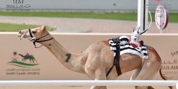 ضمن مهرجان ولي العهد للهجن بالطائف.. “الرخامية” تكسب التوقيت الأفضل في افتتاح منافسات “الحقايق”