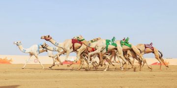 غداً انطلاق فئة “جذاع” في مهرجان ولي العهد للهجن