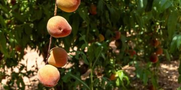 فاكهة الجوف تملأ الأسواق بـ170 ألف طن سنوياً