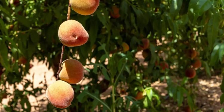 فاكهة الجوف تملأ الأسواق بـ170 ألف طن سنوياً
