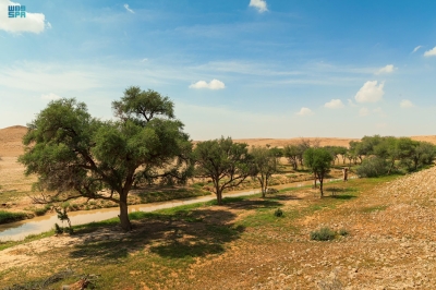 محمية الإمام.. تنوع بيئي يختلط بروعة الجغرافيا