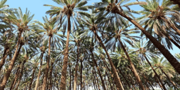 مزارع النخيل في العُلا رافد اقتصادي بإنتاج يتجاوز 100 ألف طن سنوياً