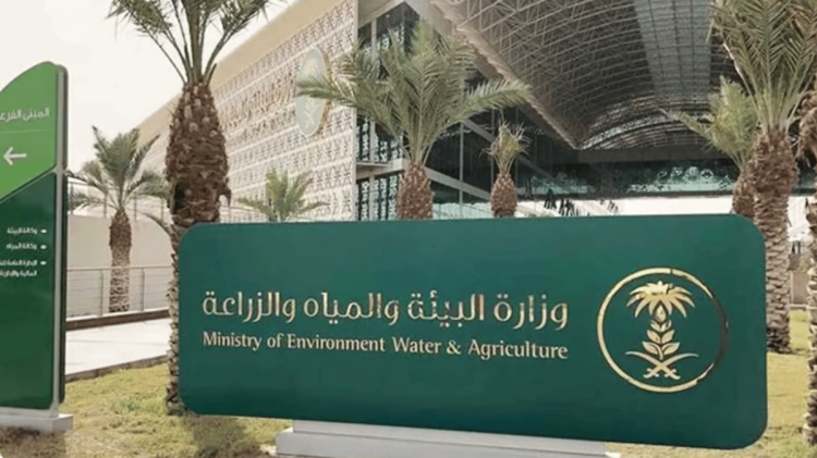 مسؤول: استخدام القمح والدقيق بالمدخلات العلفية ممارسة غير نظامية  