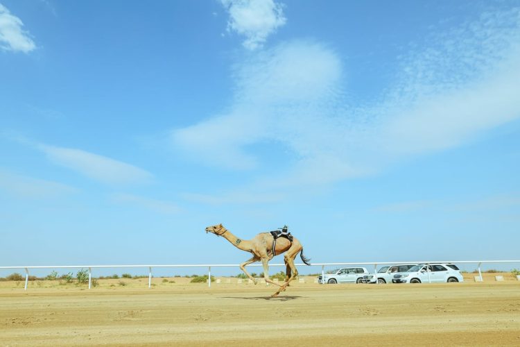 ملاك الهجن السعوديون يستحوذون على 59% من أشواط مهرجان ولي العهد