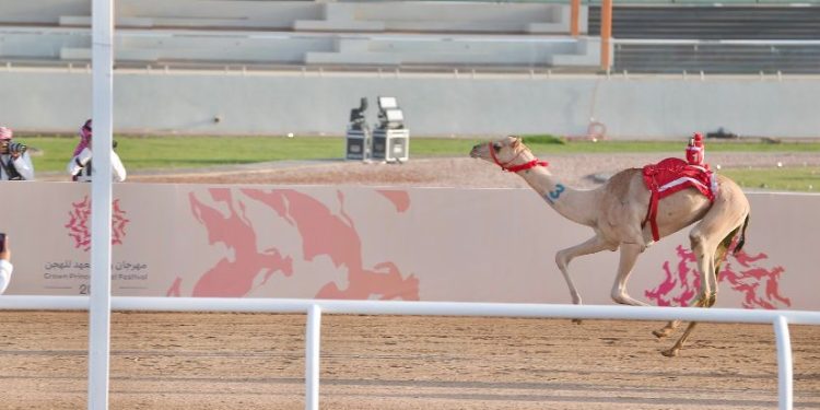 “مهم” .. المطية صاحبة التوقيت الأفضل في افتتاح مهرجان ولي العهد للهجن