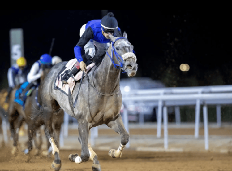 مواجهة مرتقبة لنخبة الخيل في كأس إمارة منطقة مكة المكرمة