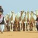 10 ملايين مبيعات مهرجان جادة الإبل بيوم واحد