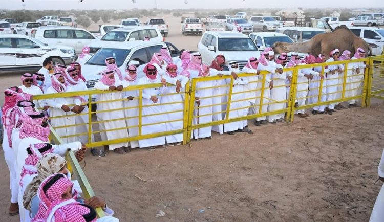 مهرجان جادة الإبل في الطائف يسجل أرقاماً قياسية