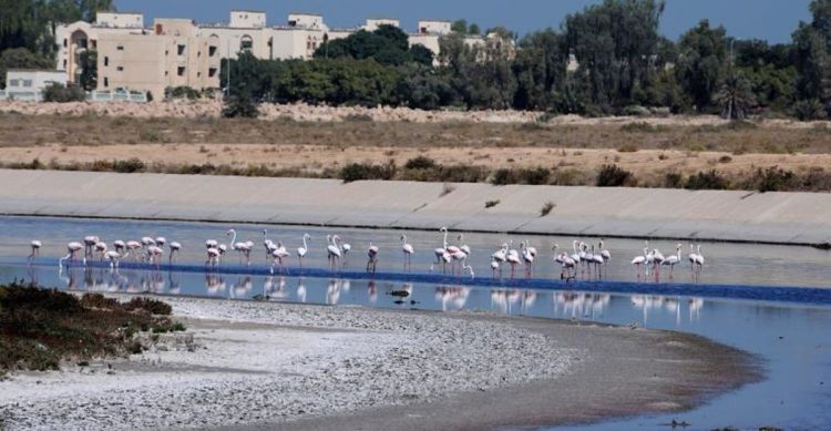 متنزه القناة المائية.. وجهة سياحية مثالية في الجبيل الصناعية