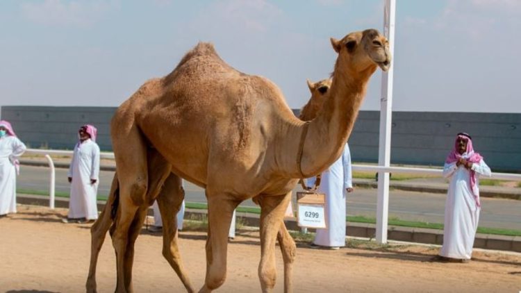 بمبيعات تجاوزت 30 مليون ريال.. مهرجان «جادة الإبل» بالطائف يواصل نشاطه الاقتصادي والترفيهي