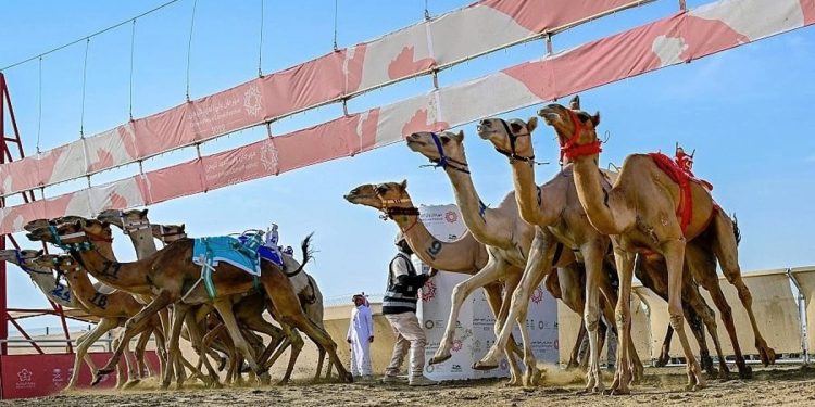 21.637 مطية.. رقم قياسي جديد في مهرجان ولي العهد للهجن في نسخته السادسة