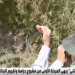 "الغطاء النباتي": هناك نباتات تشكل خطرًا على الإنسان وبعضها يباع في المشاتل