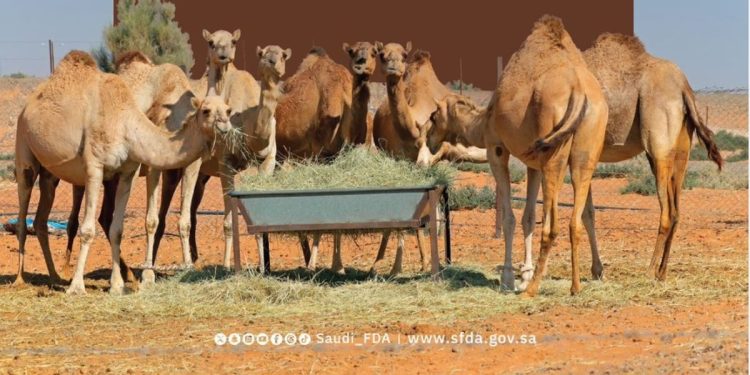 أبرزها التخزين السليم.. إرشادات من «الغذاء والدواء» لضمان سلامة الأعلاف