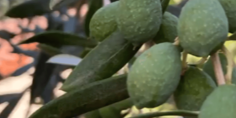 «الإرشاد الزراعي» تنبه بمواعيد ري أشجار الزيتون