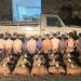 القبض على 11مخالفًا لنظام أمن الحدود بجازان لتهريبهم 165 كيلوجرامًا من القات
