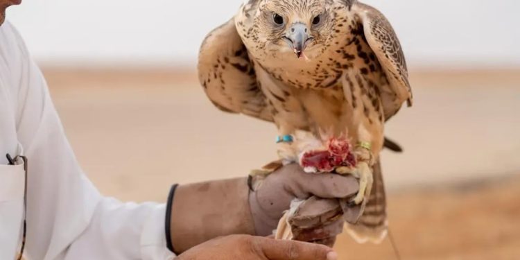 «القنص».. هواية الآباء والأجداد في محافظة طريف