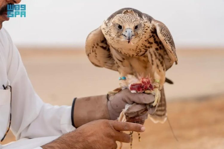 «القنص».. هواية الآباء والأجداد في محافظة طريف