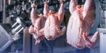 المملكة تنتج 558 مليون كجم دواجن بـ6 أشهر