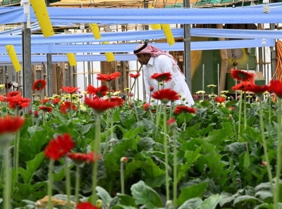 توطين زراعة وإنتاج الورد لتلبية الطلب المتزايد