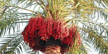 خبير زراعي يوضح طرق الحفاظ على جودة محصول النخيل وقيمته التسويقية