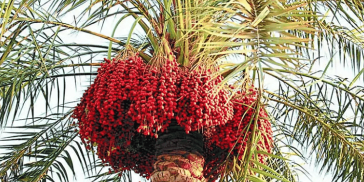 خبير زراعي يوضح طرق الحفاظ على جودة محصول النخيل وقيمته التسويقية