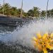 زيادة وزن التمور 26% بعد ريّها بمياه الاستزراع السمكي